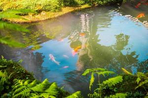 Carpas de fantasía coloridas peces koi en estanque de jardín foto
