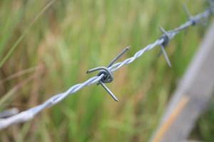 Barbed wire fence and green field closeup photo