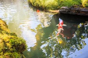 colorful fancy carps koi fish in garden pond photo