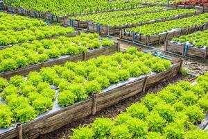 Fresh green salad lettuce vegetable plant in organic garden photo