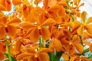 hermosas flores de orquídea vanda de color naranja foto