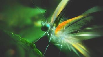 mariposa en hoja verde por la mañana foto