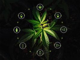 Cannabis, marijuana icon. Medical marijuana icon set. Cannabis leaves. Cannabis plants in pots. Drug Consumption Legalization of Marijuana photo