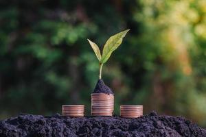 Investment And Interest Concept, green plant growing on golden coin  in park with blur nature background. photo