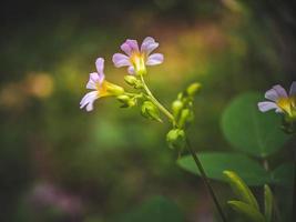 flores en el jardin foto