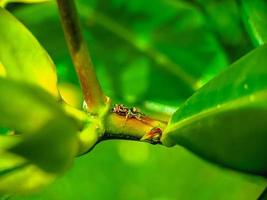 Little spider on a flower tree branch photo