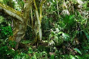 sudeste de asia hiden bosque verde foto