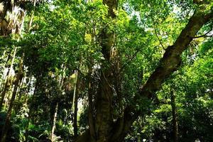 bosque verde escondido foto