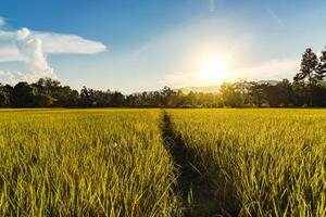 Beautiful Landscape of golden rice field  and sunset for background photo