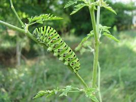 Papilio machaon swallowtail caterpillar on a sprig of dill green. A green caterpillar of a machaon butterfly. photo