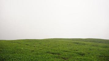 A Green Field photo