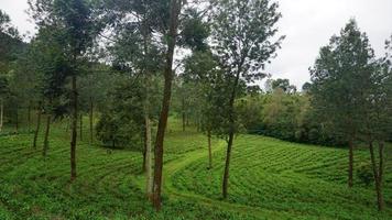 un campo verde foto