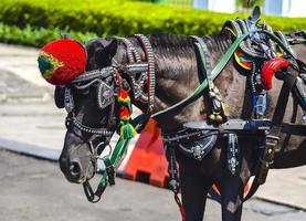 The traditional jakarta horse wagon carriage called andong photo
