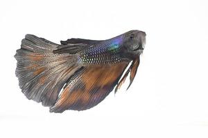 Shiny betta fish in water tank with white isolated background photo