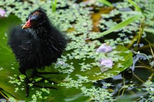 Polla de agua euroasiática gallinula chloropus río lagar Belfast, Irlanda del Norte, reino unido foto