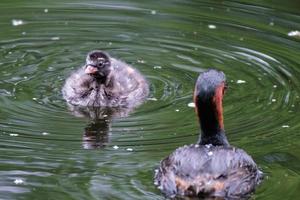 Zampullín Chico tachybaptus ruficollis río lagan Belfast, Irlanda del Norte, reino unido foto