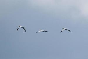 Northern Gannet Morus bassanus near Rathlin Island Northern Ireland UK photo