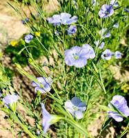 Blue flax flowers in the garden. High quality photo