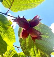 Hazelnut Red-leaved hazelnut, photo in natural habitat. High quality photo