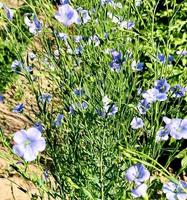 Blue flax flowers in the garden. High quality photo