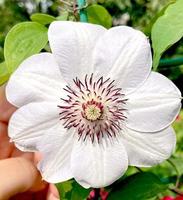 White clematis flowers in the garden. photo