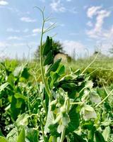 Pea shoots and flowers growing in a backyard garden. photo