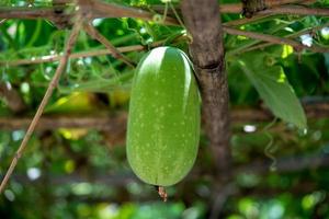 Hanging winter melon in the garden.Young winter melon.Green winter melon photo