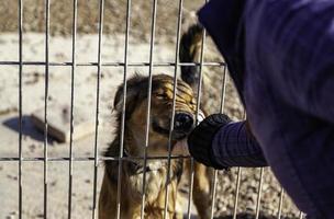 Petting caged dog photo