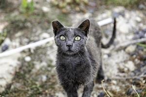 gato gris en la calle foto