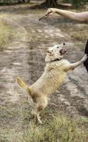 perro de pie en la naturaleza foto