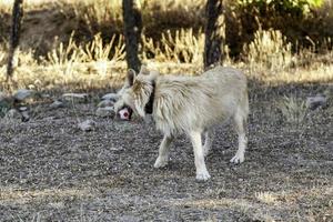 Dog playing with ball in the forest photo