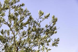 Olive branches in the field photo