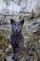 Gray cat on the street photo