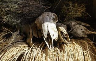 Satanic goat skull photo