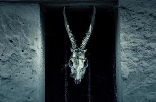 Satanic goat skull photo