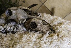 Satanic goat skull photo