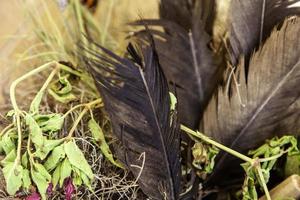 Black bird feather photo