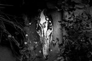 Satanic goat skull photo