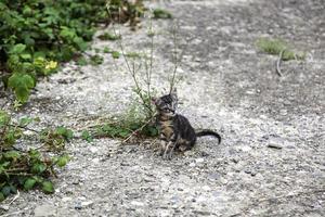 Newborn cat in the street photo