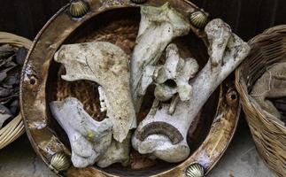 Dried animal bones photo
