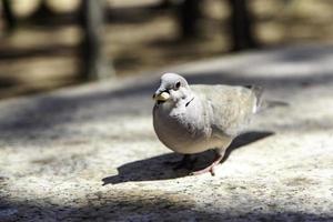 Pigeon in nature photo