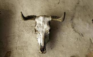 Cow skull with horns photo