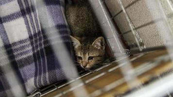 Caged newborn cat photo