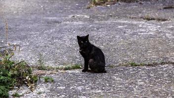 Stray black cat photo