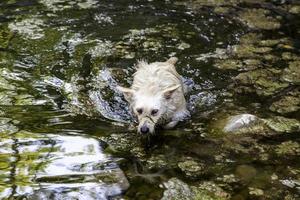 Dog playing in the water photo