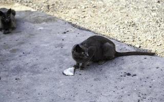 gato gris en la calle foto