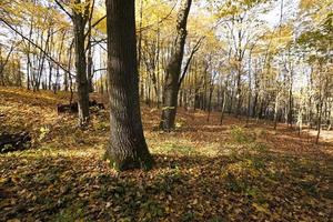 the trees .  autumn season photo