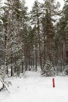 bosque en invierno foto