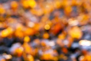 hojas caídas amarillas desenfocadas foto