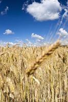 ear of golden wheat photo